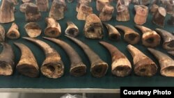 香港海关公布检获的犀牛角和犀牛角切件