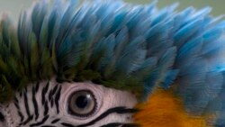 U.S. Acts to Protect Rare Macaw Species