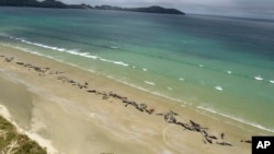 FILE - Pilot whales lie beached at Mason Bay, Rakiura, on Stewart Island, New Zealand, Nov. 25, 2018.