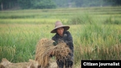 ຊາວນາຄົນລາວ ທ່ານໜຶ່ງ ກຳລັງເກັບກ່ຽວເຂົ້າ ໃນນາຂອງຕົນ.