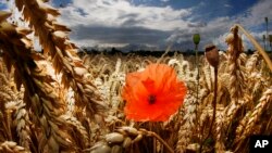 A single poppy flower stands in a field of wheat in Frankfurt, Germany, Tuesday, July 11, 2017. (AP Photo/Michael Probst)