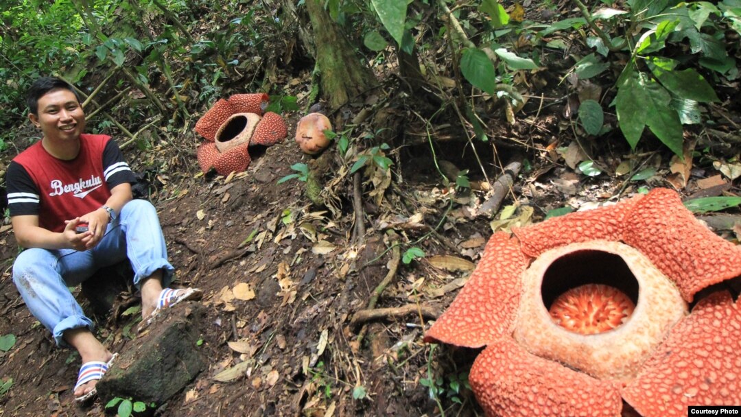 Bunga rafflesia berasal dari mana