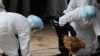 世界媒体看中国：禽流感的惊恐与信息