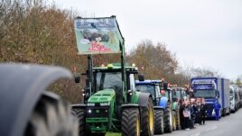 Mink farmers protest in Holstebro, Jutland, Denmark November 6, 2020.