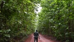 Un garde forestier ivoirien se promène dans la forêt classée de Tene près d'Oumé, région du sud-ouest de la Côte d'Ivoire, le 19 mai 2021.