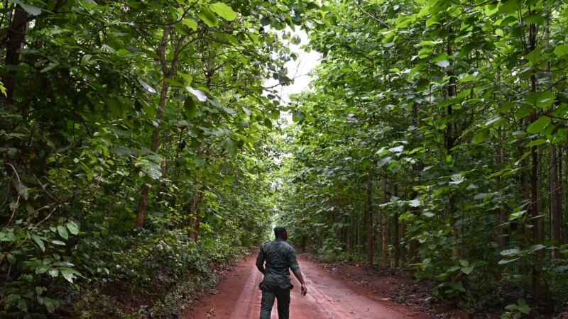 Lancement d'un projet pour stopper la déforestation en Côte d'Ivoire