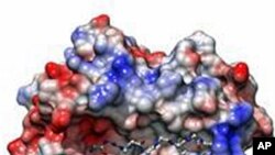 Tiny changes to the structure of the HLA-B protein confer immunity to HIV