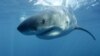 Researchers Find Great White Shark Population Growing in Pacific