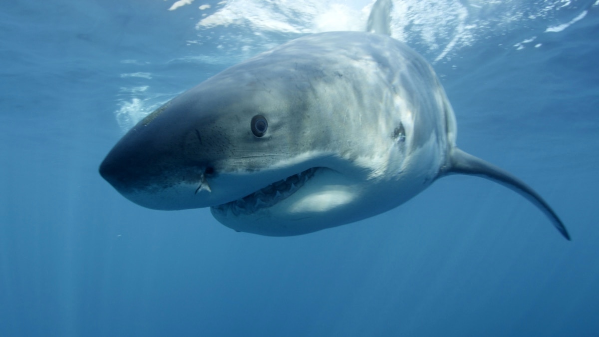 Researchers Find Great White Shark Population Growing in Pacific