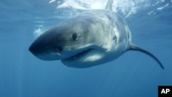 FILE - A great white shark swims near Guadalupe Island off the coast of Mexico. 