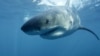 Shark Kills Diver Off Australian Coast