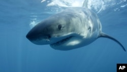 FILE - In this undated file publicity image provided by Discovery Channel, a great white shark swims near Guadalupe Island off the coast of Mexico. 