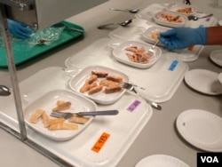 Trout samples at the Washington State University School of Food Science. Alternative feeds resulted in slightly different colors and textures in trout fillets. (VOA/T. Banse)