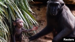 Nachi, a Sulawesi crested macaque, is seen next to her two-week-old baby Nina in their enclosure at a zoo near Tel Aviv, Oct, 31, 2012.
