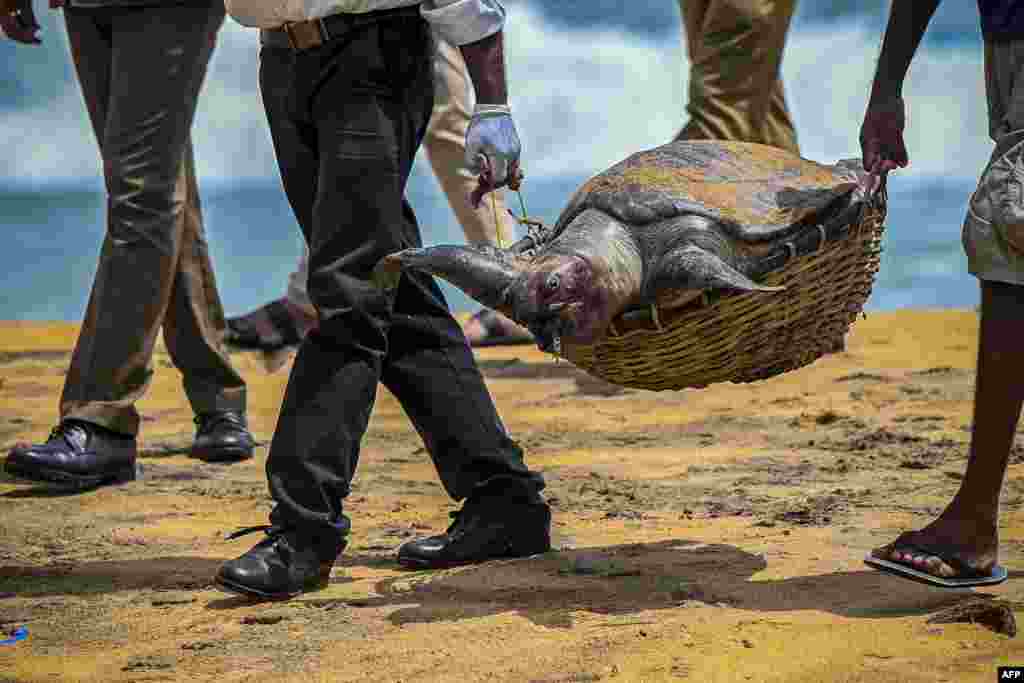 Wildlife officials carry away the carcass of a turtle that washed ashore at Angulana beach, south of Sri Lanka&#39;s capital Colombo.