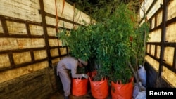 FILE - A boy arranges bags of trees and plants to be transported for planting along the pilgrimage route between Iraqi Shi'ite Muslim holy city of Najaf to Karbala, at a farm on the outskirts of Karachi, Pakistan, Nov. 28, 2019.