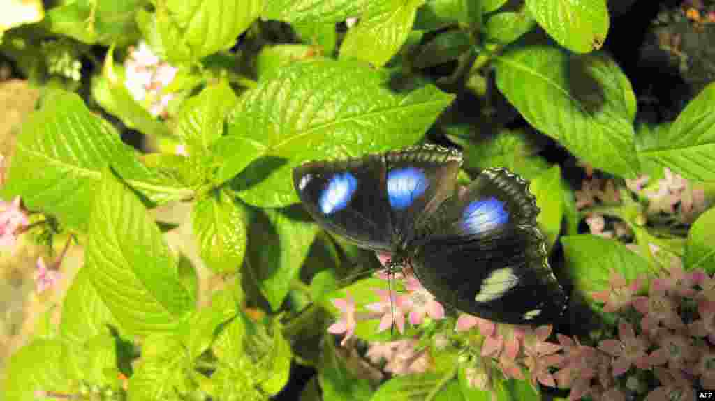 Amerikan Doğa Tarihi Müzesi: Kelebekler