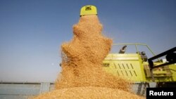 Sebuah simpanan gabungan gandum yang dipanen di troli traktor di sebuah ladang di pinggiran Ahmedabad, India, 16 Maret 2022. (Foto: REUTERS/Amit Dave)