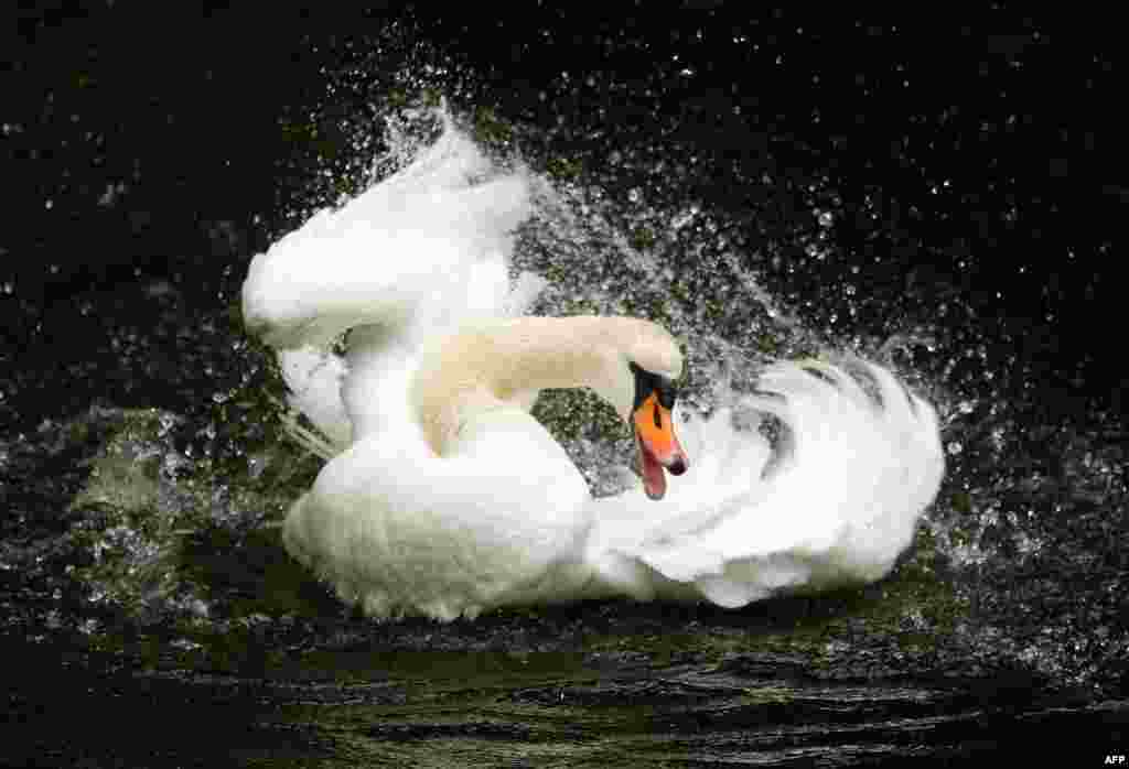 A swan swims on a pond at the Palace park in Moers, western Germany. 
