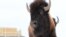 FILE - A wild bison, selected from Elk Island National Park’s healthy conservation herd to be moved to the remote wilderness of Banff National Park in Alberta, Canada, is pictured in this Jan. 31, 2017, handout photo. 