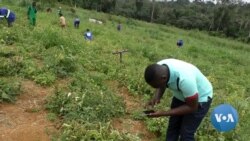 App Helps African Farmers Detect Crop Disease