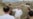 N. Korea's Kim Orders Thousands to Help Typhoon Recovery