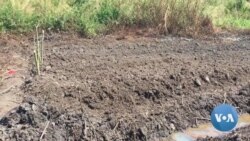 Malanje: Agricultores de Kiwaba Nzoji defendem resolução pacífica de conflitos de terras