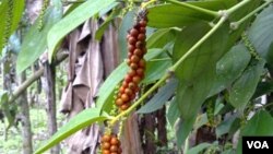 Pimenta madura em São Tomé e Príncipe