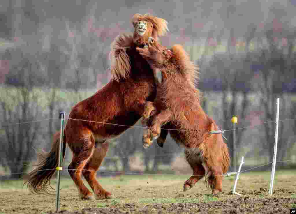 An Icelandic horse, left, and a Shetland pony play at a stud farm in Wehrheim near Frankfurt, Germany.