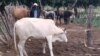 Cattle contracting diseases in the Midlands province following heavy rains this year.