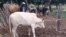Cattle contracting diseases in the Midlands province following heavy rains this year.
