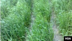 Ayiti - Kolera: Epidemi an Kapab Afekte Agrikilti Peyi a