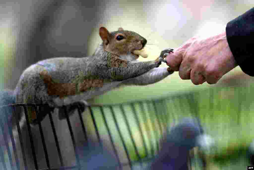 A person feeds peanuts to a grey squirrel in Washington Square Park in New York City, Oct. 7, 2020.