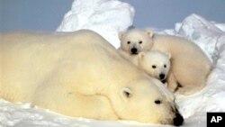 A polar bear and her cubs rest on an ice pack in the Arctic Ocean.
