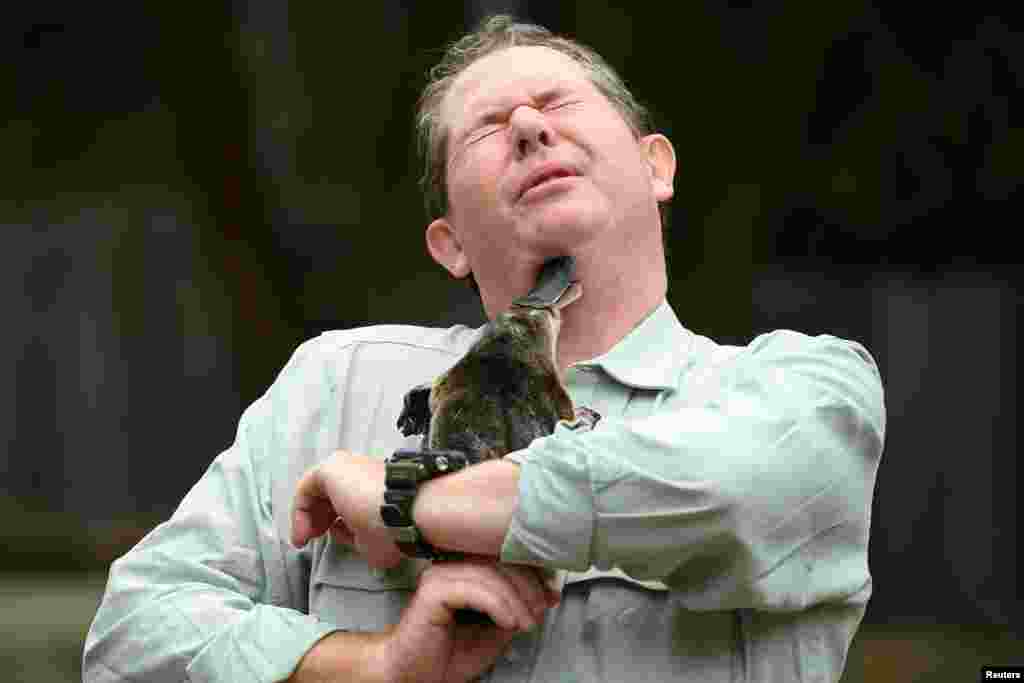 Taronga Zoo senior keeper Rob Dockerill holds Annie the Platypus during a World Wildlife Day announcement pledging to save the Australian platypus from extinction, at Taronga Zoo in Sydney, Australia. (AAP Image/Dean Lewins)