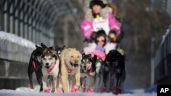 Dee Dee Jonrowe, of Willow, mushes during the ceremonial start of the Iditarod Trail Sled Dog Race in Anchorage, Alaska, March 4, 2017. 