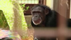 연구용 침팬지들의 '행복한 은퇴'