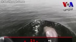 بازی دلفین با مرد قایق سوار در فلوریدا