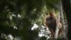 Orangutan Tapanuli dengan bayinya di Ekosistem Batang Toru di Tapanuli, Sumatra Utara, Indonesia. (Foto: Jonas Landolt / Program Konservasi Orangutan Sumatra via AP)