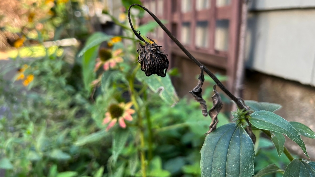 Saving Seeds for Next Year’s Flower Garden