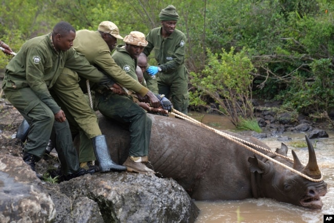 FILE - Kenya Wildlife Service rangers and capture team pull out a sedated black rhino from the water in Nairobi National Park, Kenya, on Jan. 16, 2024. (AP Photo/Brian Inganga, File)