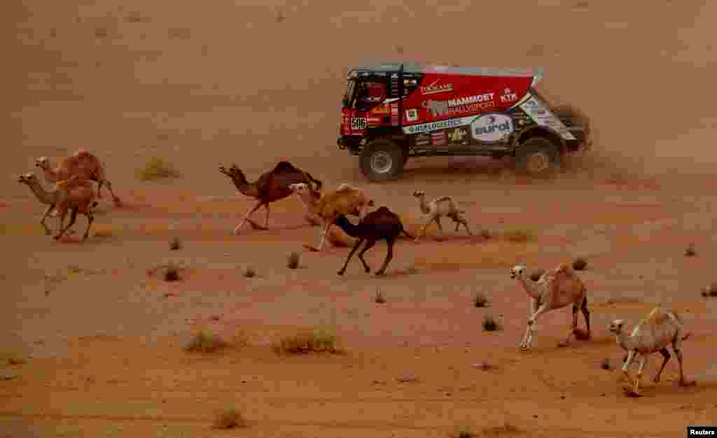 Mammoet Rallysport&#39;s Martin Van Den Brink and co-driver Wouter De Graaff are surrounded by camels as they compete during Stage 10 of the Dakar Rally between Neom and Alula in Saudi Arabia.