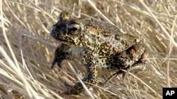 A Dixie Valley toad sits atop grass in Dixie Valley, Nev., on April 6, 2009. The tiny Nevada toad at the center of a legal battle over a geothermal project has officially been declared an endangered species. (Matt Maples/Nevada Department of Wildlife via AP, File)