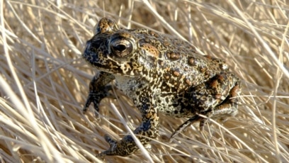 
Small Nevada Toad Listed as Endangered Due to Power Project
