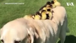 Un chien adopte des canards orphelins (vidéo)