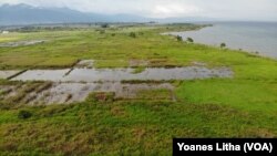 Hamparan lahan persawahan di pinggir Danau Poso di desa Meko, Kecamatan Pamona Barat yang terendam oleh naiknya elevasi air danau, Minggu (15/11/2020) (Foto:VOA/Yoanes Litha). 