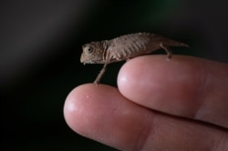 FILE - A tiny "fingertip-sized" pygmy chameleon is seen at Chester Zoo, Chester, Britain, January 29, 2020. (Chester Zoo/via Reuters)