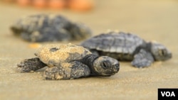 Newly-hatched Hawksbill sea turtles find their way to the ocean on Shela Beach, Lamu, Kenya, June 12, 2012. (Jill Craig for VOA)