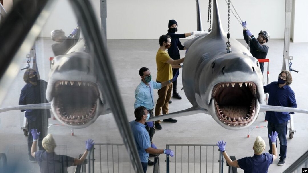 A fiberglass replica of Bruce, the shark featured in Steven Spielberg's classic 1975 film "Jaws," is raised to a suspended position for display at the new Academy of Museum of Motion Pictures, Friday, Nov. 20, 2020, in Los Angeles. (AP Photo/Chris Pizzello)