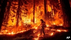 FILE - A firefighter uses a drip torch to burn vegetation while trying to stop the Park Fire from near Mill Creek in Tehama County, Calif., on Aug. 7, 2024.